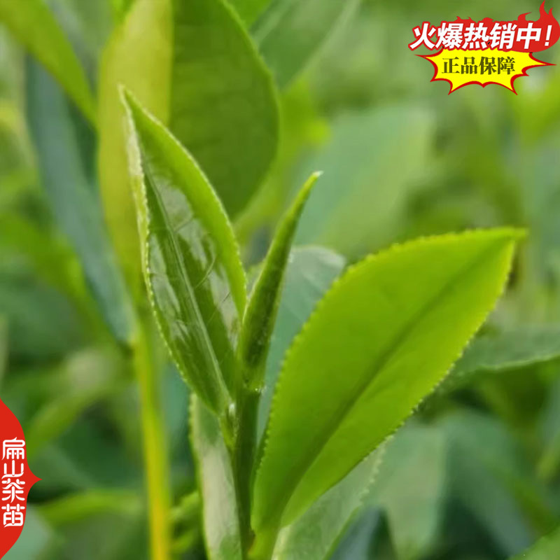 奶白红茶绿茶叶苗白茶大白保健茶龙井43号茶苗26CM
