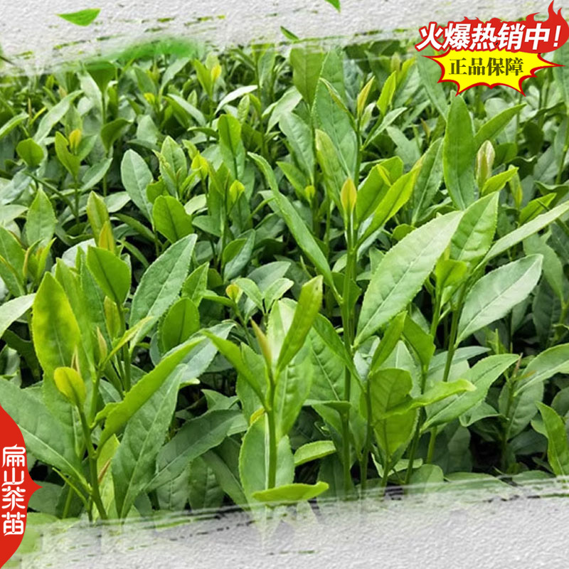 奶白红茶绿茶叶苗白茶大白保健茶龙井43号茶苗26CM