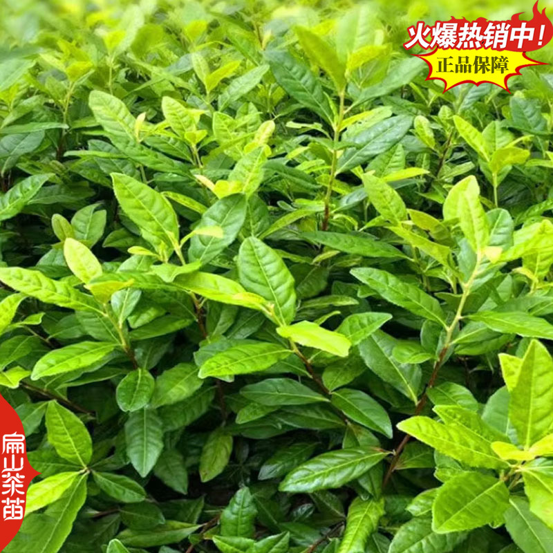 奶白红茶绿茶叶苗白茶大白保健茶龙井43号茶苗26CM