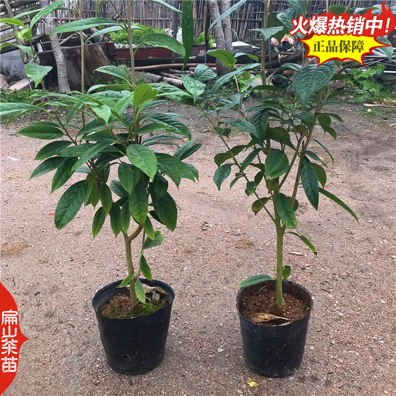 奶白红茶绿茶叶苗白茶大白保健茶龙井43号茶苗26CM