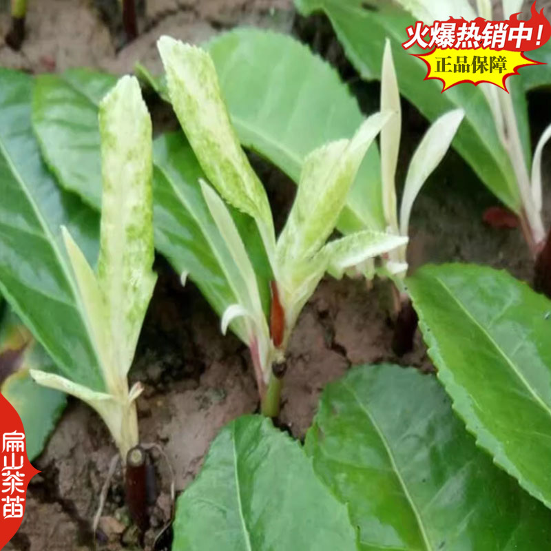 20春雨1号茶叶苗中黄毛尖中茶108乌牛绿茶苗培育