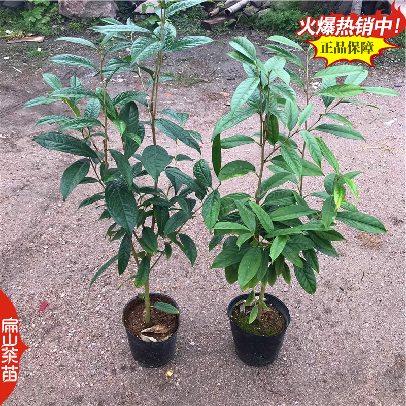 20春雨1号茶叶苗中黄毛尖中茶108乌牛绿茶苗培育
