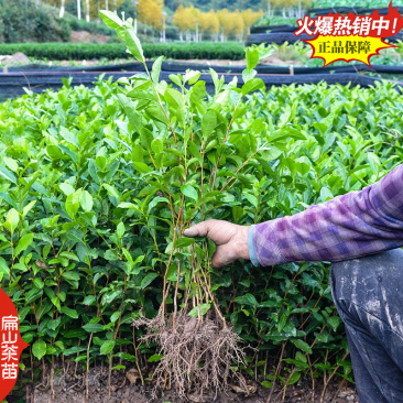 20春雨1号茶叶苗中黄毛尖中茶108乌牛绿茶苗培育