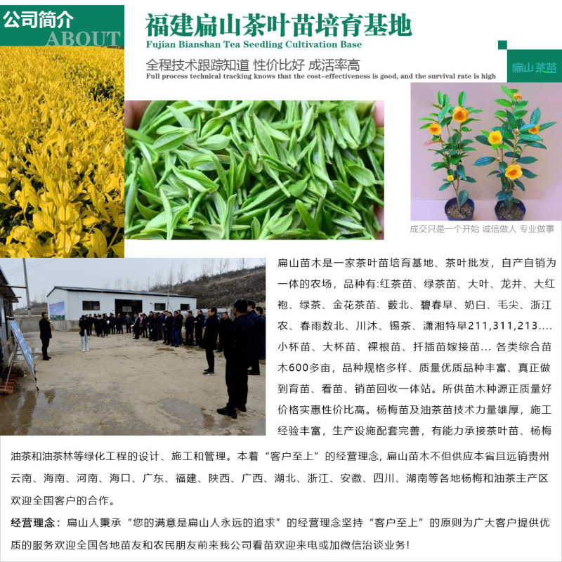 20春雨1号茶叶苗中黄毛尖中茶108乌牛绿茶苗培育