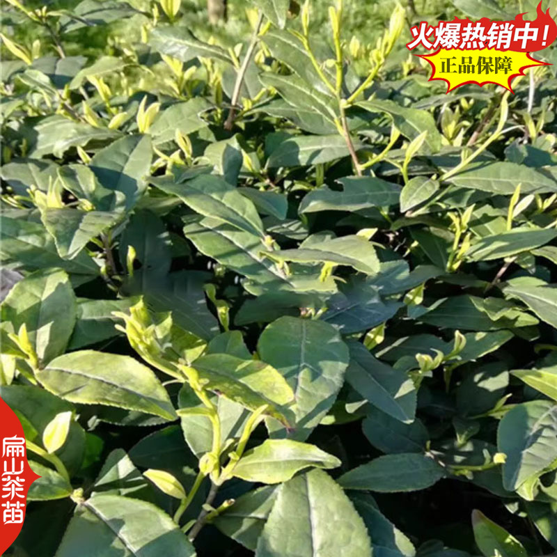 薮北茶苗陕茶叶苗苏茶鄂茶叶树苗培育1-2-3-5号