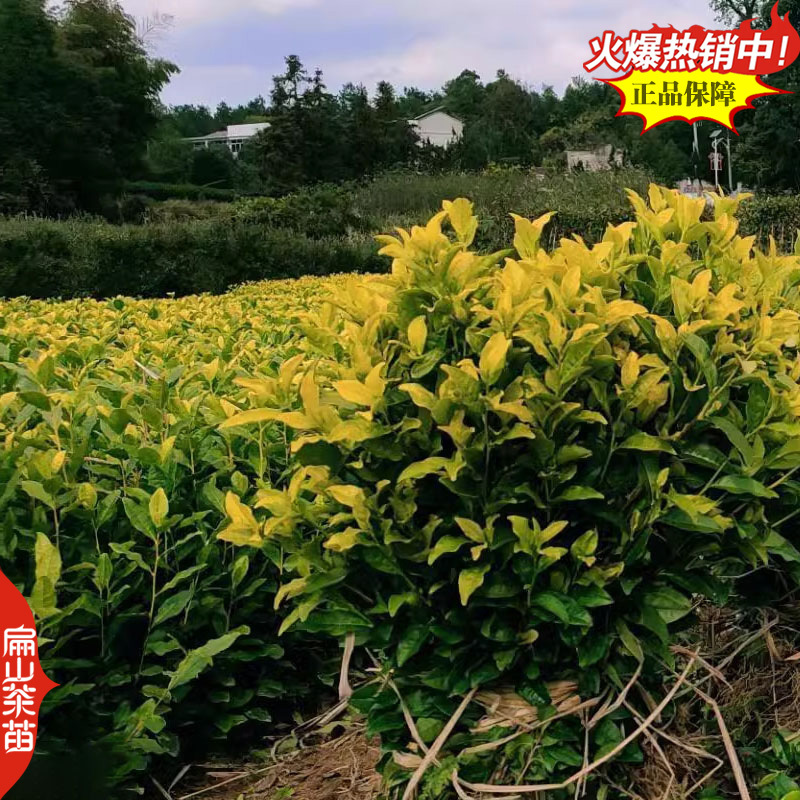 薮北茶苗陕茶叶苗苏茶鄂茶叶树苗培育1-2-3-5号