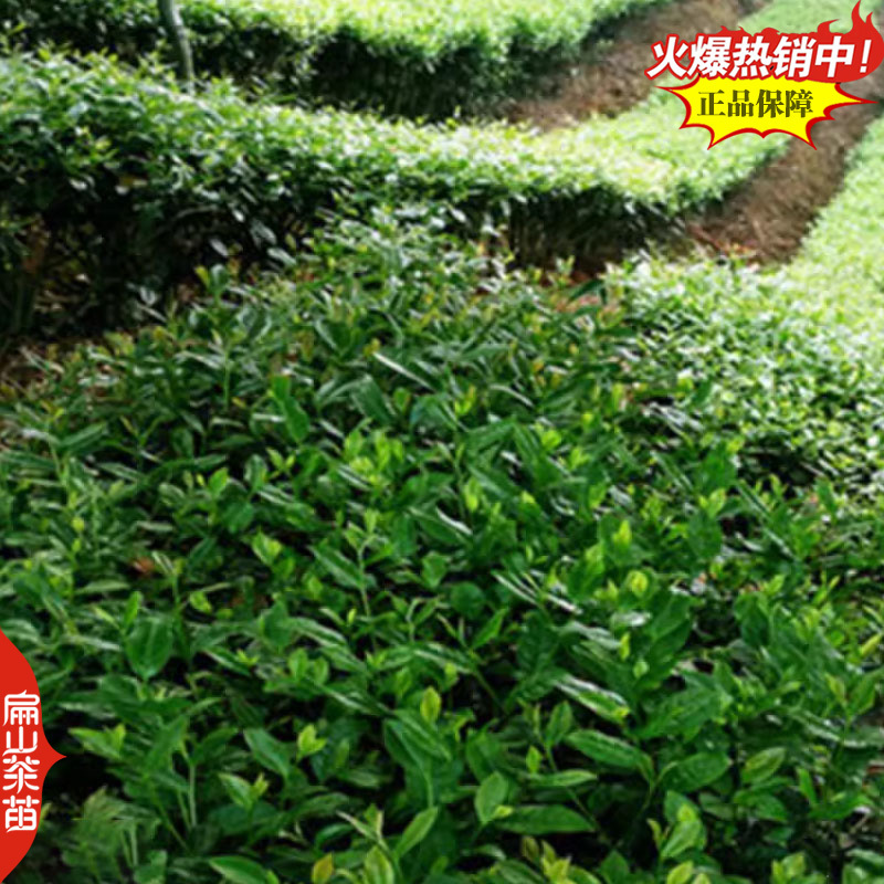 薮北茶苗陕茶叶苗苏茶鄂茶叶树苗培育1-2-3-5号