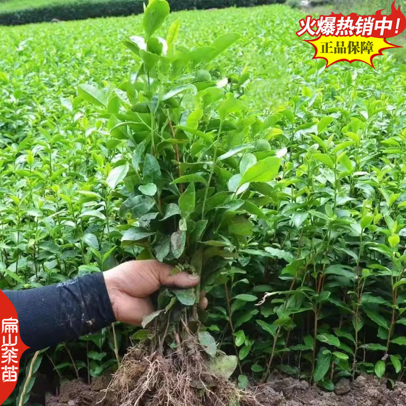 薮北茶苗陕茶叶苗苏茶鄂茶叶树苗培育1-2-3-5号