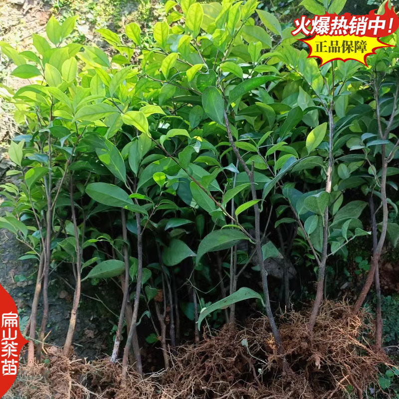 薮北茶苗陕茶叶苗苏茶鄂茶叶树苗培育1-2-3-5号