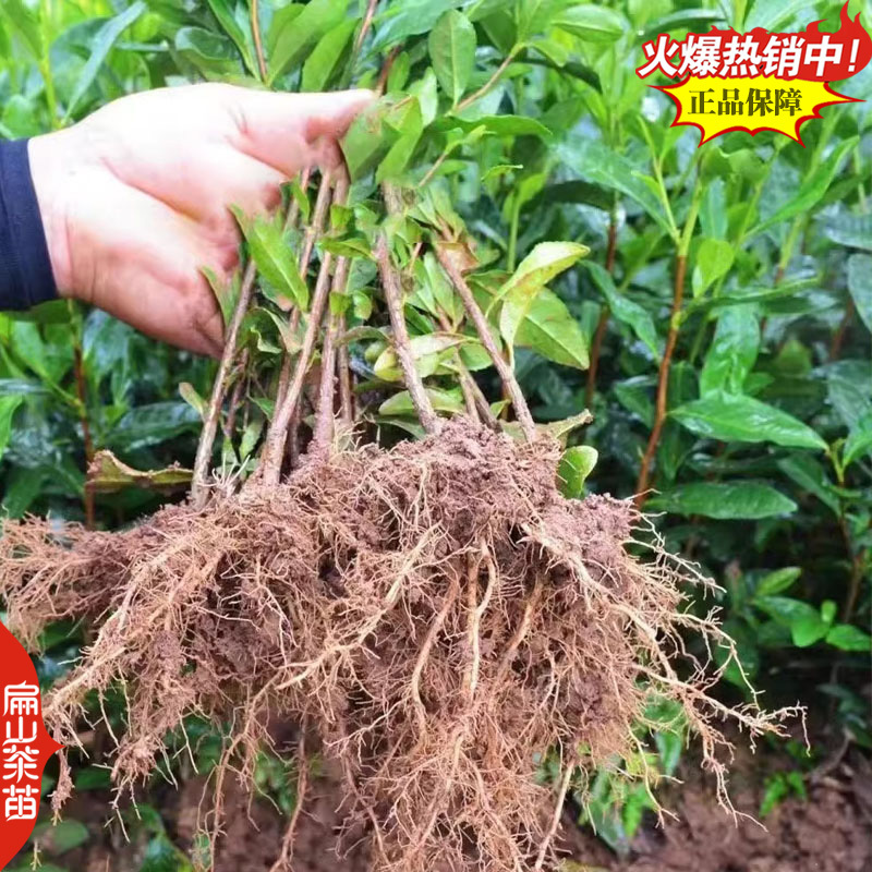 薮北茶苗陕茶叶苗苏茶鄂茶叶树苗培育1-2-3-5号