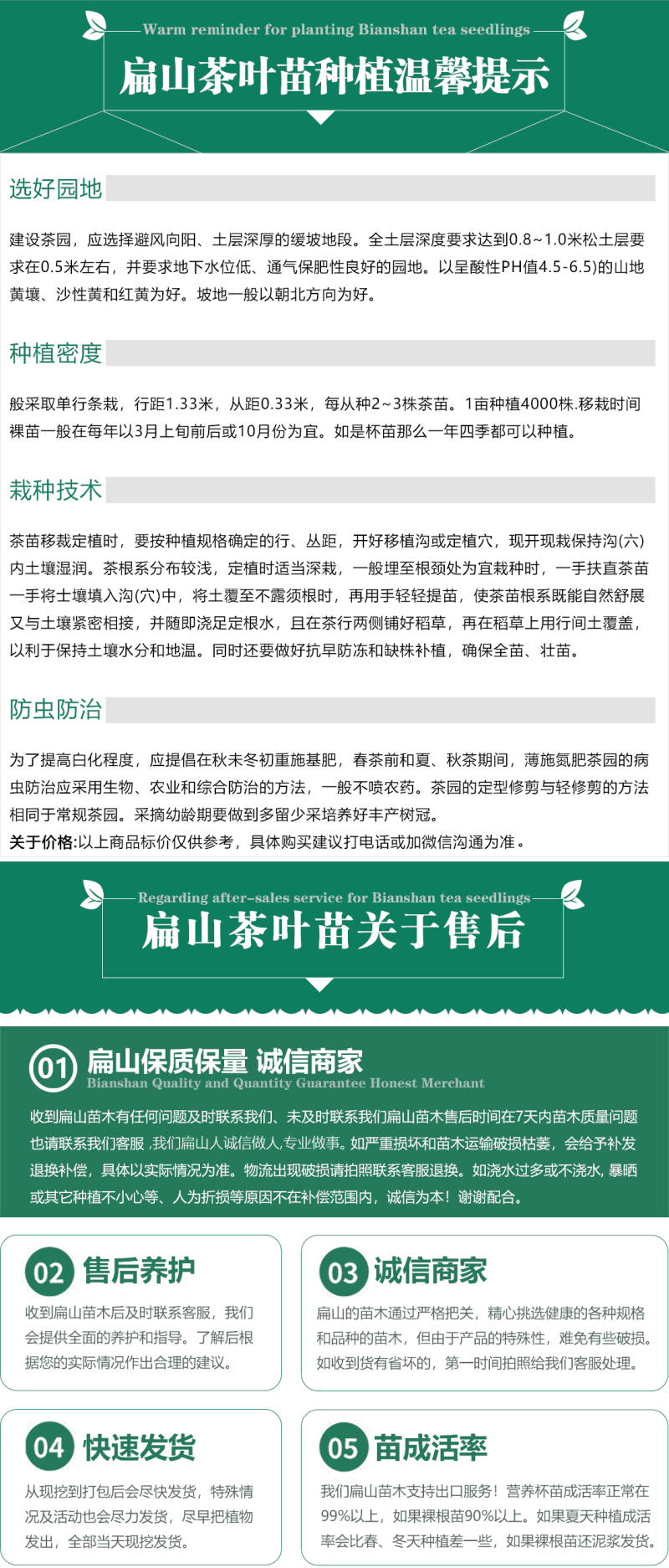 薮北茶苗陕茶叶苗苏茶鄂茶叶树苗培育1-2-3-5号