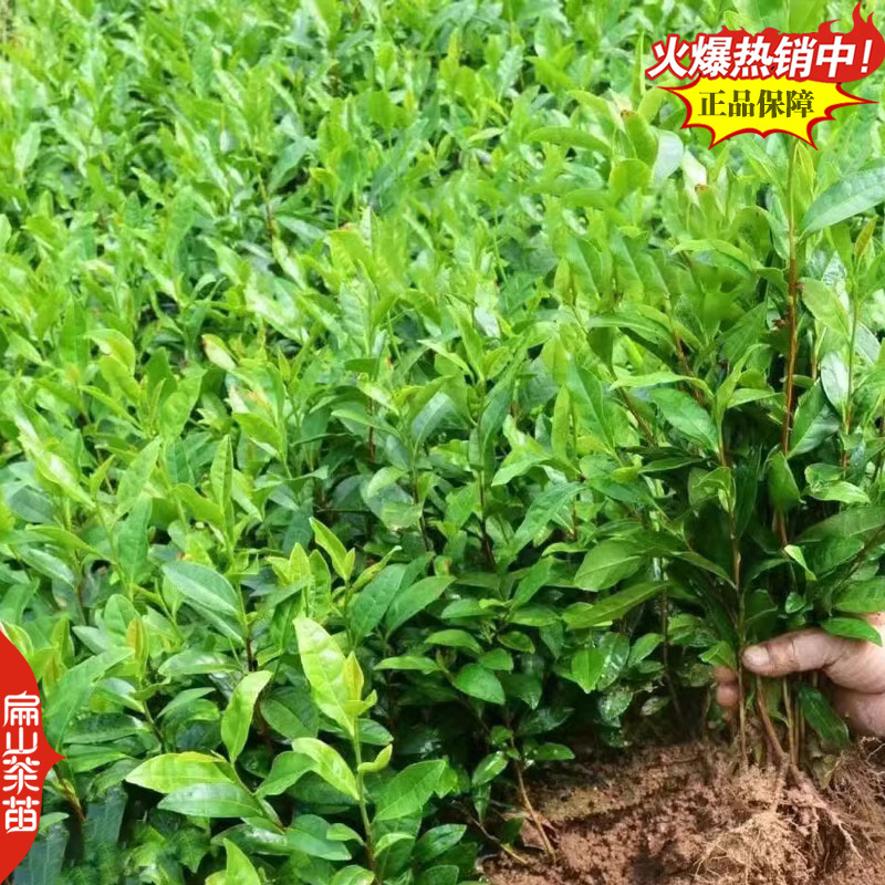 福建水仙茶苗川黄黄山苦茶叶树苗鸠坑早茶苗培育28CM