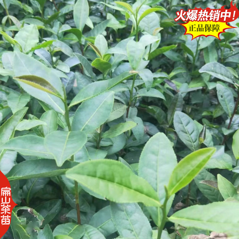 福建水仙茶苗川黄黄山苦茶叶树苗鸠坑早茶苗培育28CM