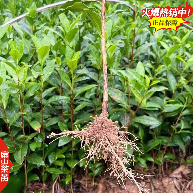 福建水仙茶苗川黄黄山苦茶叶树苗鸠坑早茶苗培育28CM