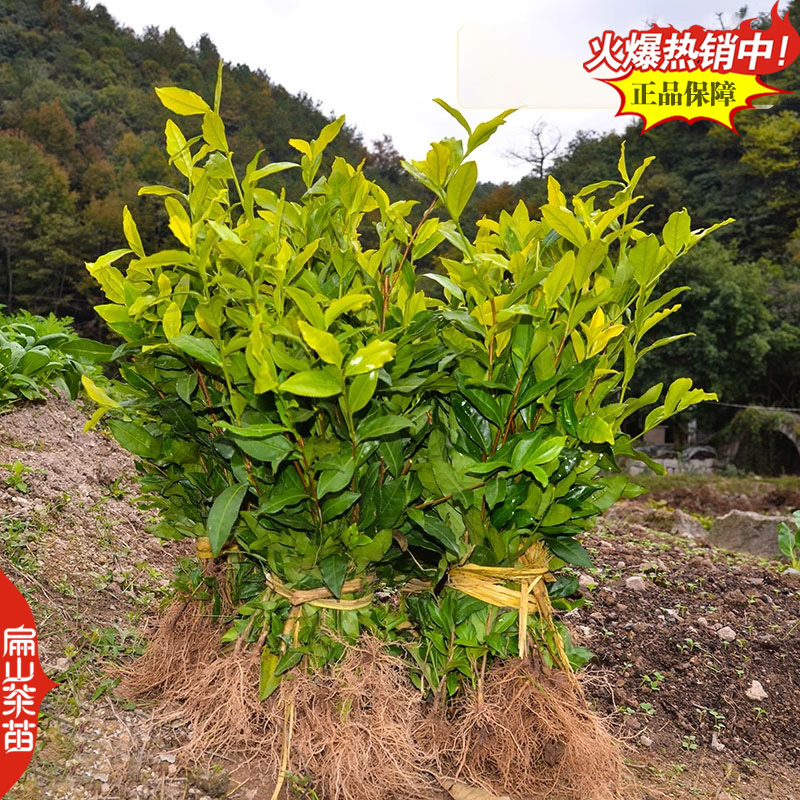 福建水仙茶苗川黄黄山苦茶叶树苗鸠坑早茶苗培育28CM