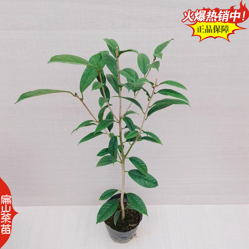 浙江浙农117茶苗玉露茶树苗早春茶桂茶苗培育32CM