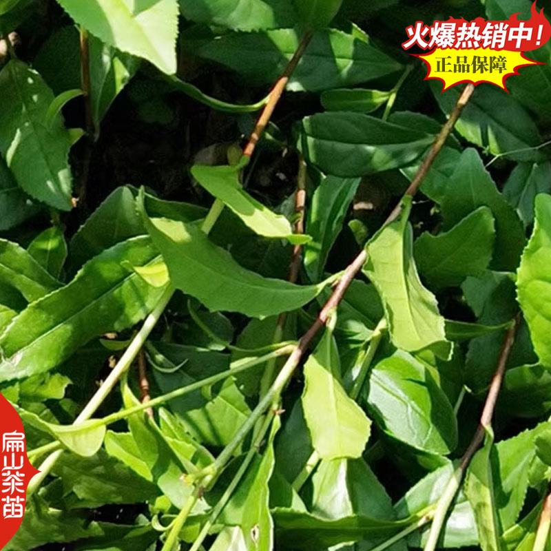 浙江浙农117茶苗玉露茶树苗早春茶桂茶苗培育32CM