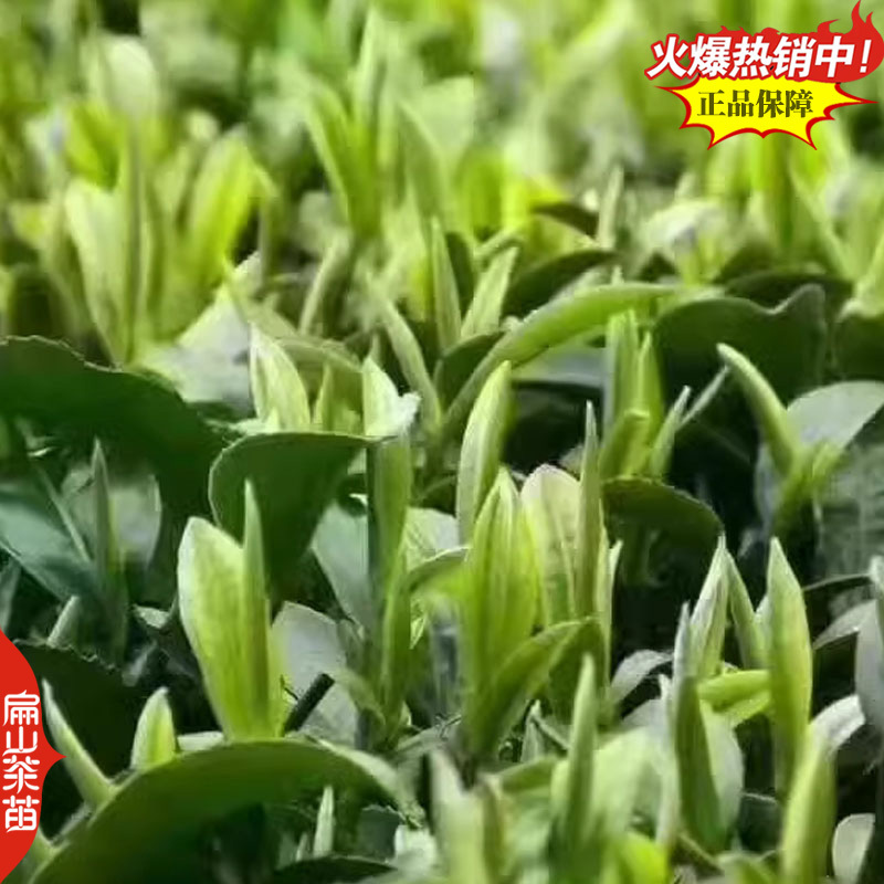 浙江浙农117茶苗玉露茶树苗早春茶桂茶苗培育32CM