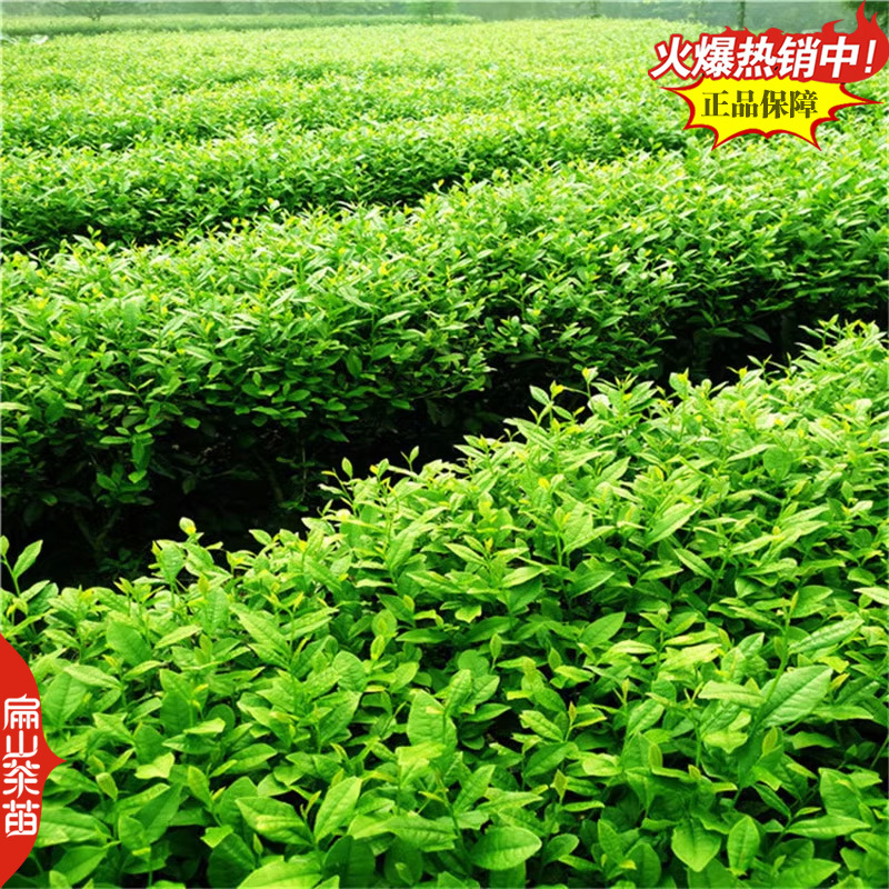 浙江浙农117茶苗玉露茶树苗早春茶桂茶苗培育32CM