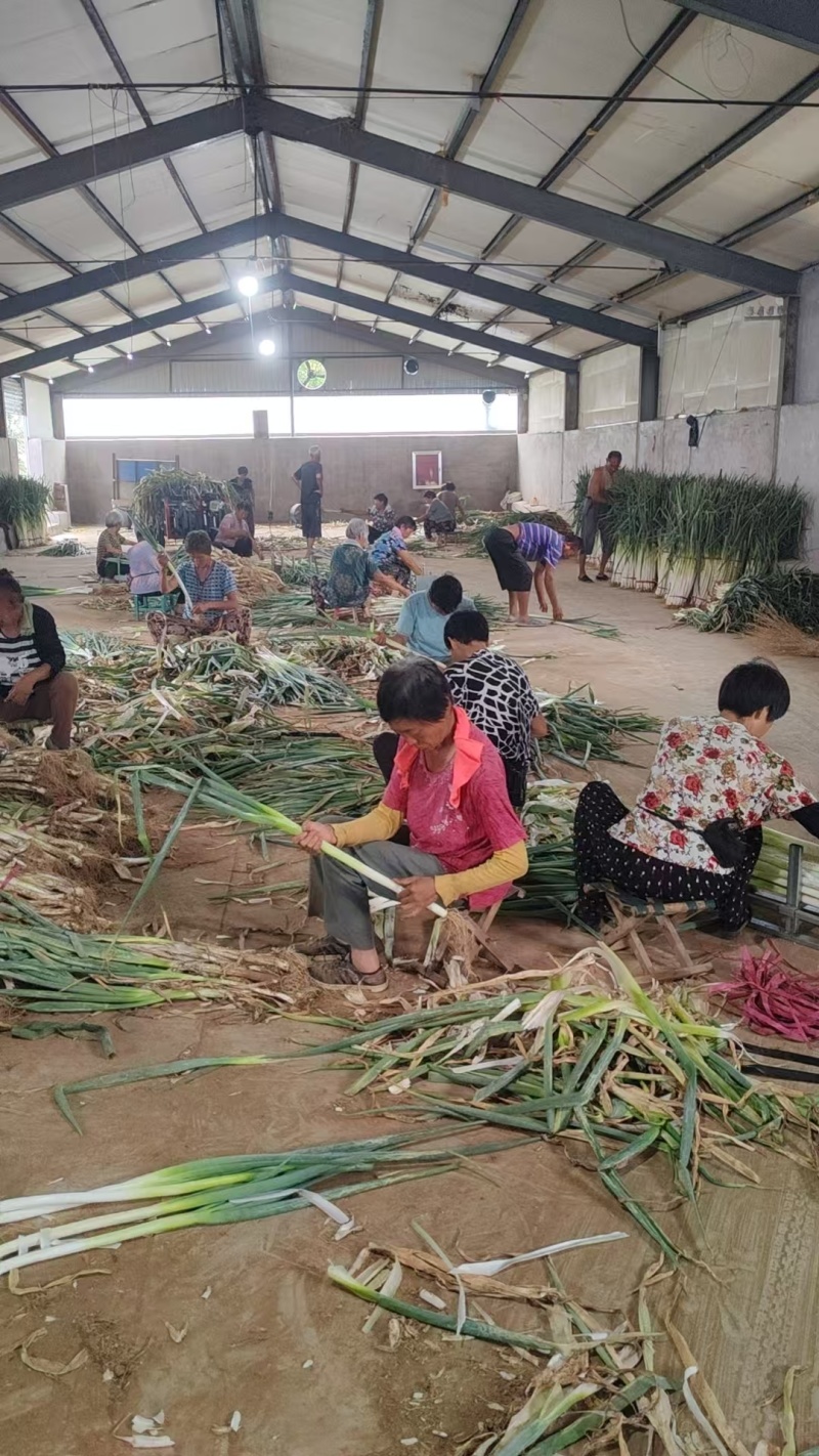 柏乡硕鑫净葱加工新鲜上市量大从优对接全国质量好走货快热卖