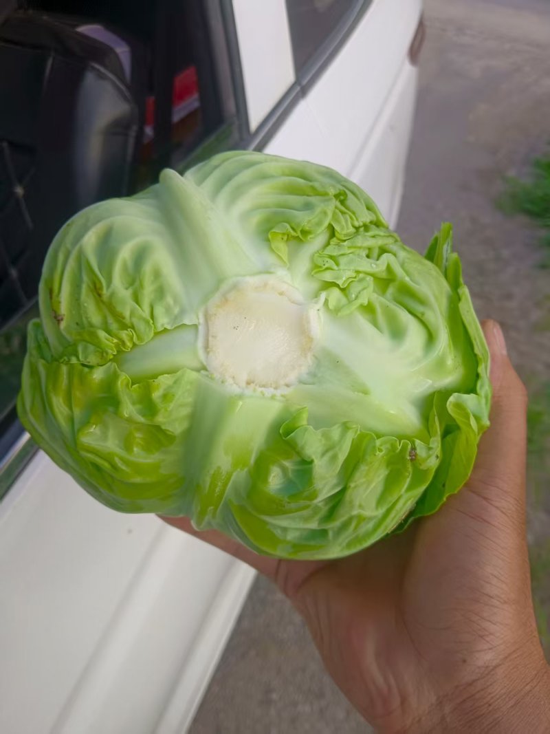 【热卖中】陕西中甘甘蓝自家种植基地无中间商保质保量整车