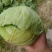 【热卖中】陕西中甘甘蓝自家种植基地无中间商保质保量整车