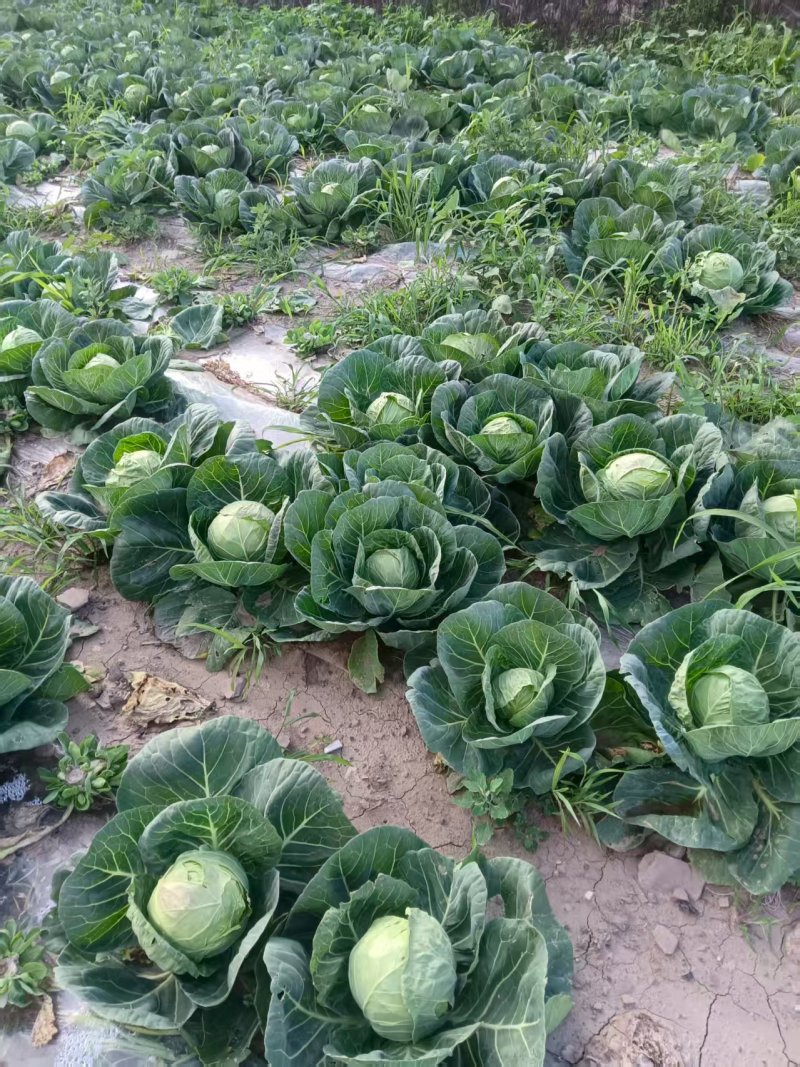 【热卖中】陕西中甘甘蓝自家种植基地无中间商保质保量整车