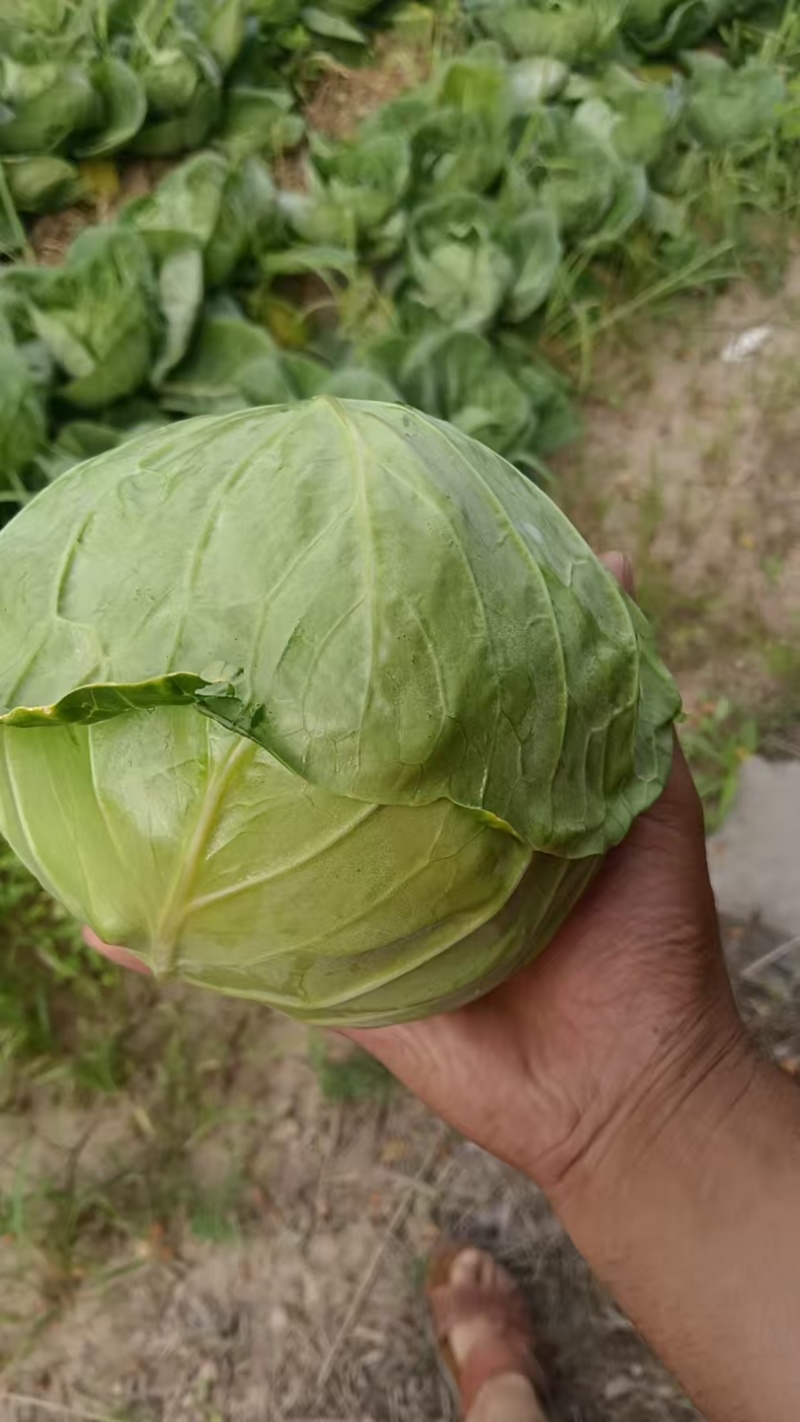 【热卖中】陕西中甘甘蓝自家种植基地无中间商保质保量整车