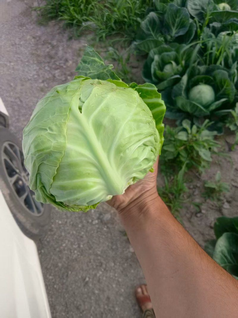 【热卖中】陕西中甘甘蓝自家种植基地无中间商保质保量整车