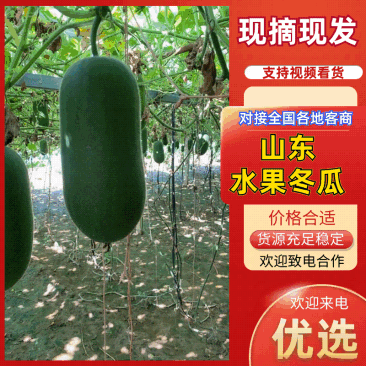 山东郯城精品水果冬瓜大量有货供应，有需要的联系