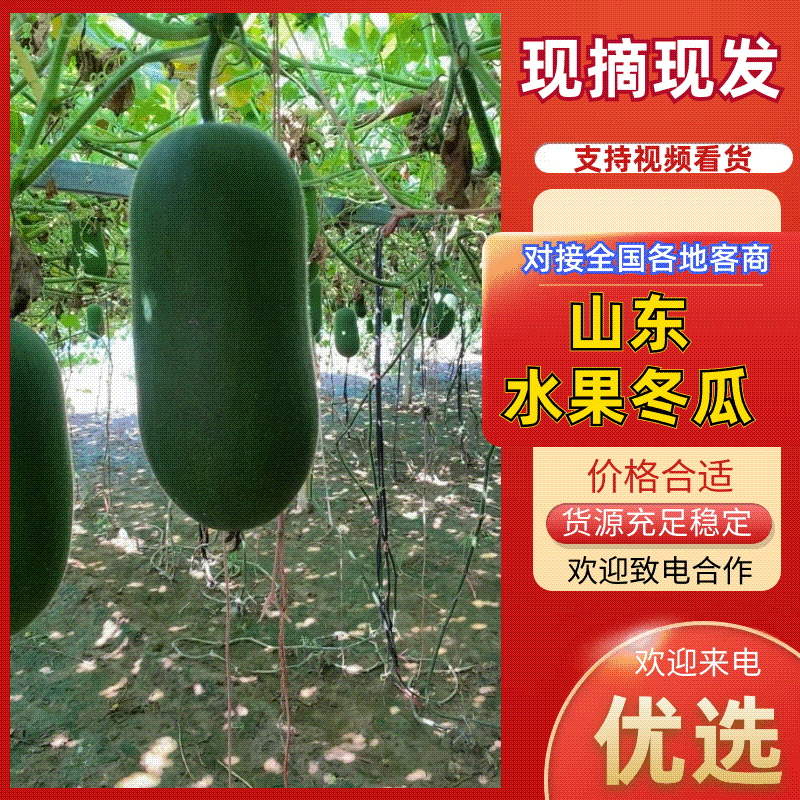 山东郯城精品水果冬瓜大量有货供应，有需要的联系
