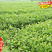 凤凰单丛茶苗鸭屎香蜜兰香锯朵仔乌叶茶苗带土带叶发18
