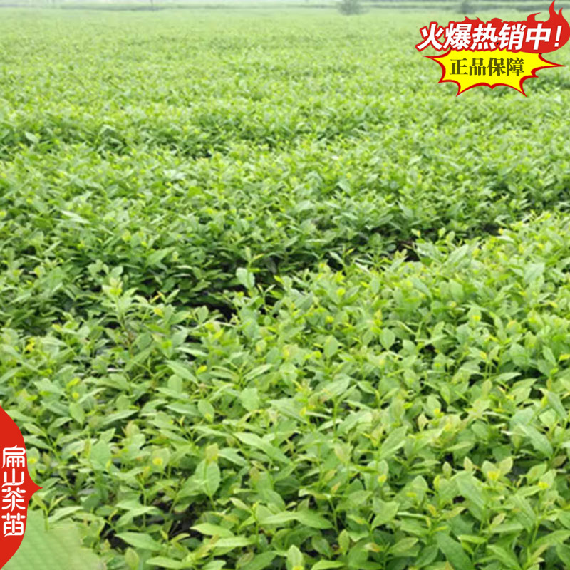 凤凰单丛茶苗鸭屎香蜜兰香锯朵仔乌叶茶苗带土带叶发18
