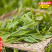 凤凰单丛茶苗鸭屎香蜜兰香锯朵仔乌叶茶苗带土带叶发18