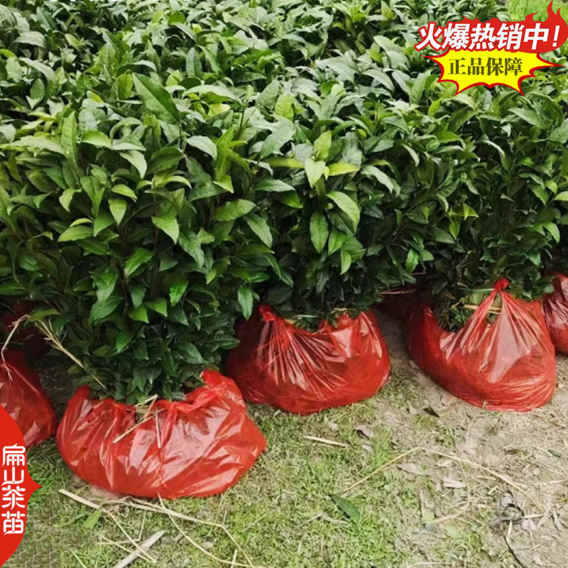 凤凰单丛茶苗鸭屎香蜜兰香锯朵仔乌叶茶苗带土带叶发18
