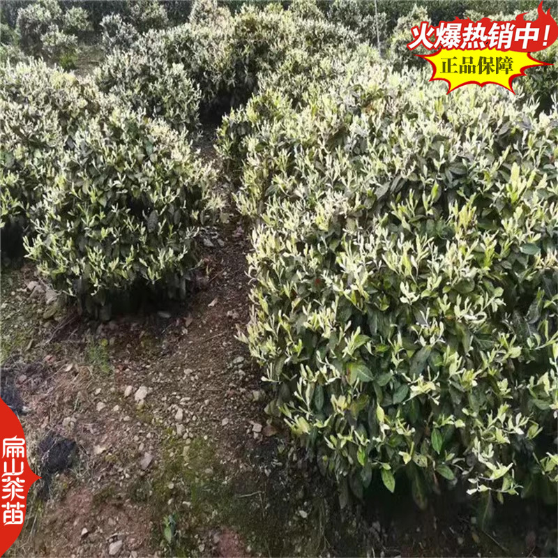 凤凰单丛茶苗鸭屎香蜜兰香锯朵仔乌叶茶苗带土带叶发18