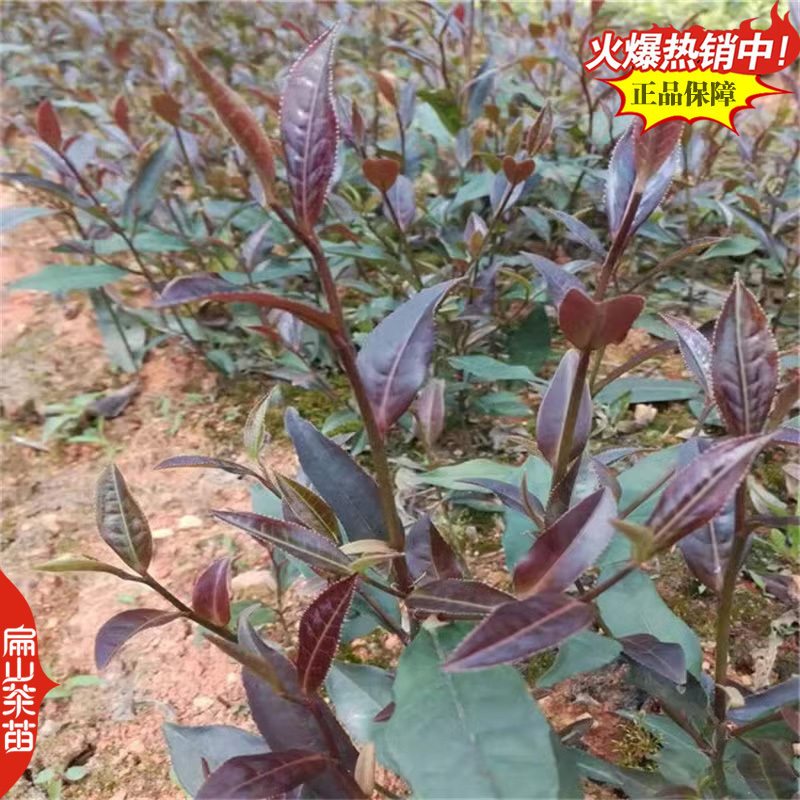 凤凰单丛茶苗鸭屎香蜜兰香锯朵仔乌叶茶苗带土带叶发18