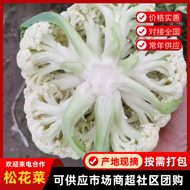 有机花菜散花花菜大量上市新鲜采摘欢迎采购量大从优