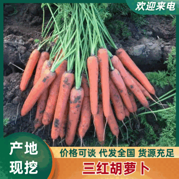 【胡萝卜带樱】胡萝卜精品，水洗，土货，专业对接商超，出口