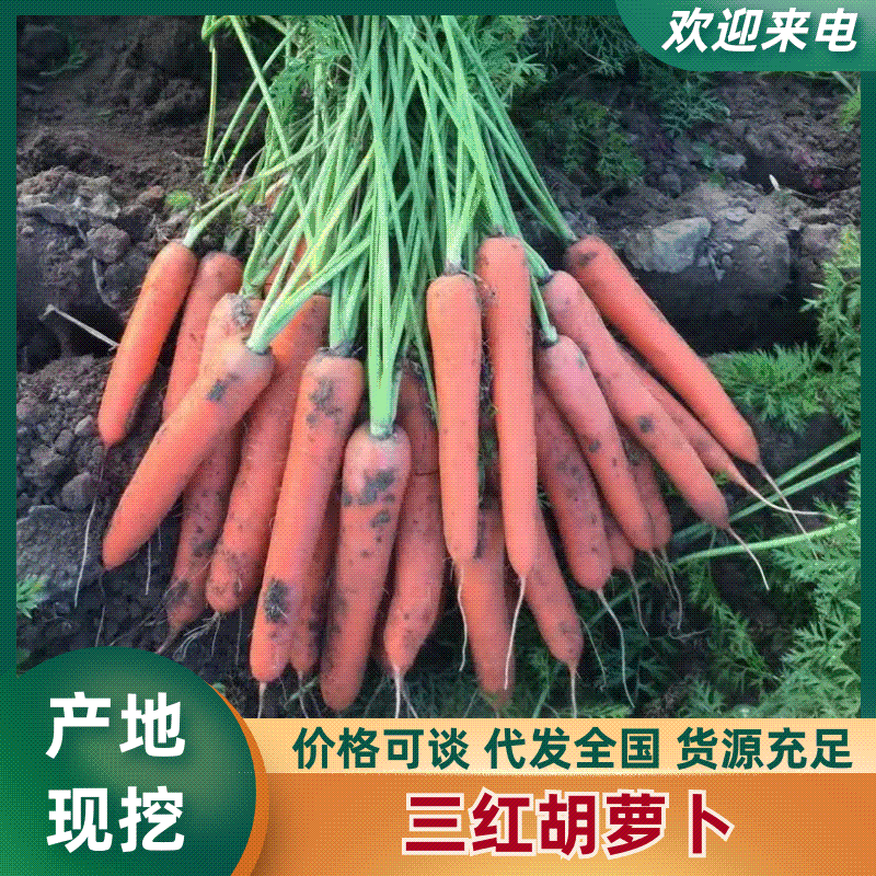 【胡萝卜带樱】胡萝卜精品，水洗，土货，专业对接商超，出口