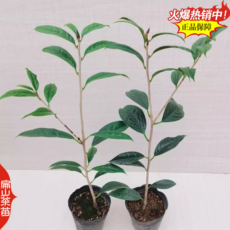 桂花香玉兰香肉桂香茶苗山茄叶黄栀香茶叶苗芝兰香茶树苗3