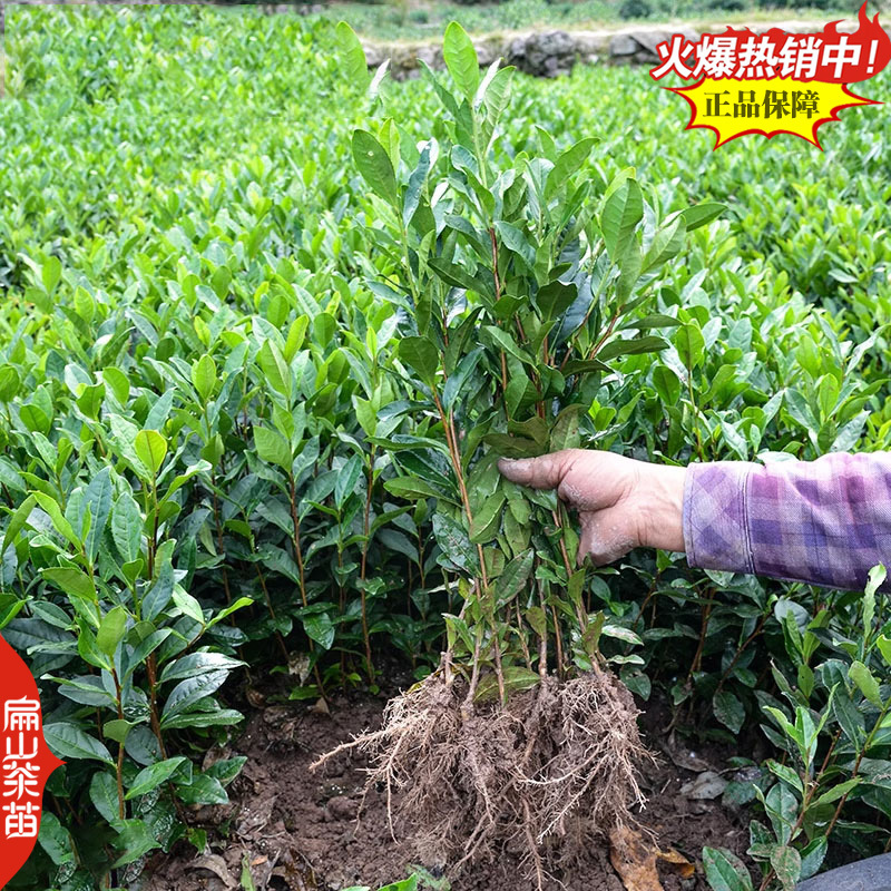 桂花香玉兰香肉桂香茶苗山茄叶黄栀香茶叶苗芝兰香茶树苗3