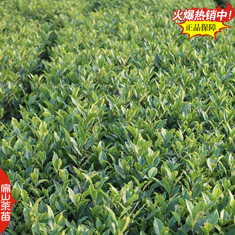 桂花香玉兰香肉桂香茶苗山茄叶黄栀香茶叶苗芝兰香茶树苗3