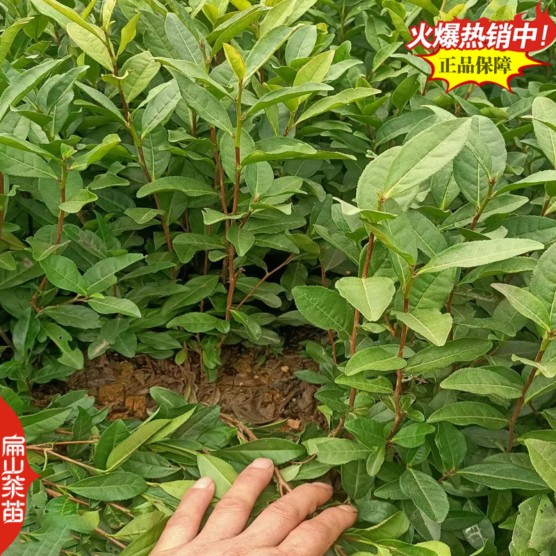 桂花香玉兰香肉桂香茶苗山茄叶黄栀香茶叶苗芝兰香茶树苗3