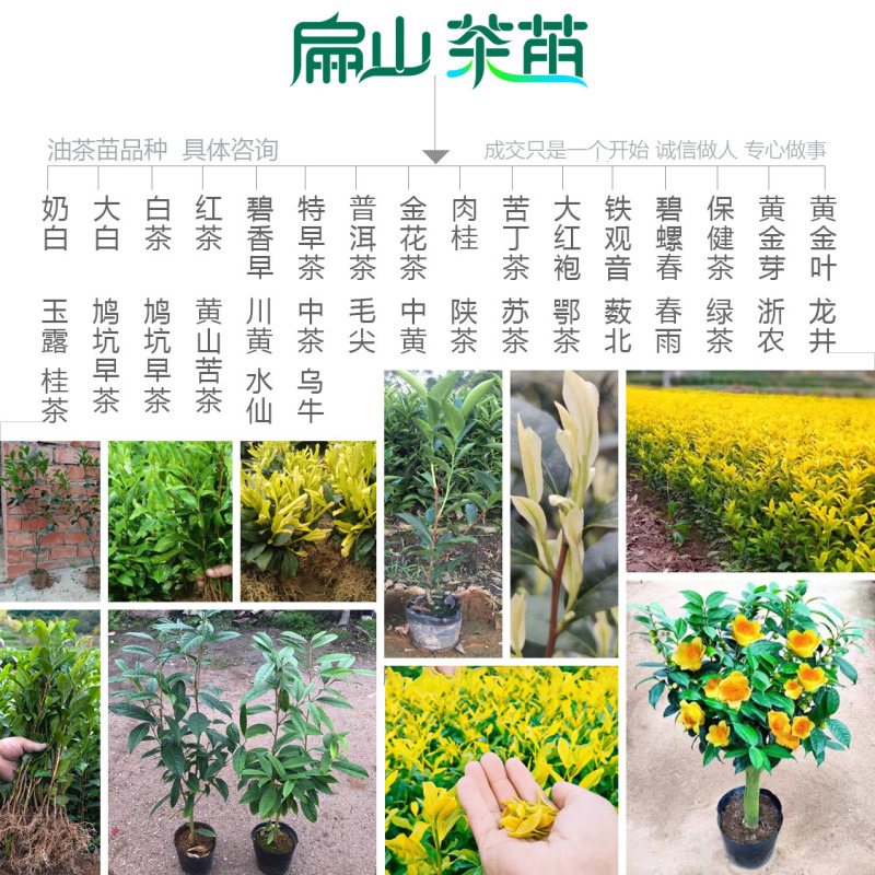 桂花香玉兰香肉桂香茶苗山茄叶黄栀香茶叶苗芝兰香茶树苗3