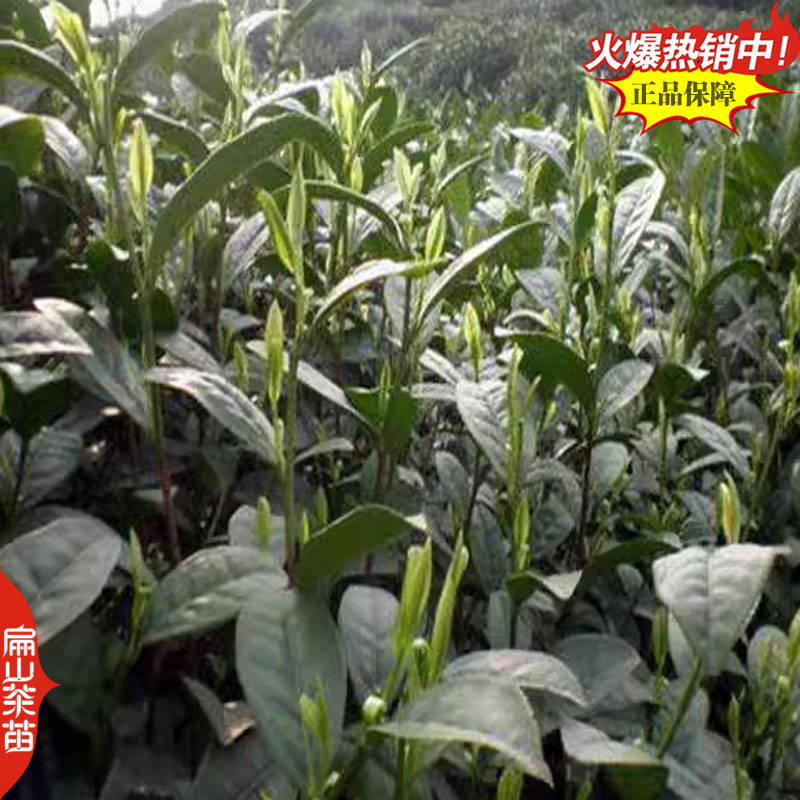 潮州十大香型茶苗:杏仁香竹叶茶叶苗姜花香柚花香茶树苗2