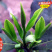潮州十大香型茶苗:杏仁香竹叶茶叶苗姜花香柚花香茶树苗2