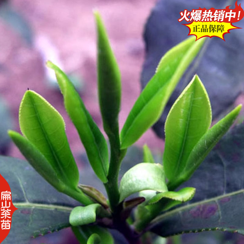 潮州十大香型茶苗:杏仁香竹叶茶叶苗姜花香柚花香茶树苗2