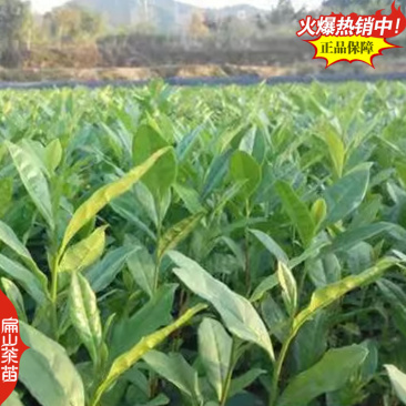 潮州十大香型茶苗:杏仁香竹叶茶叶苗姜花香柚花香茶树苗2