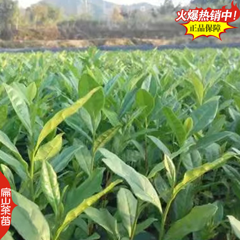 潮州十大香型茶苗:杏仁香竹叶茶叶苗姜花香柚花香茶树苗2